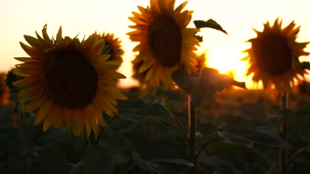 Sonnenblume Landwirtschaftliches Feld Nahaufnahme Gelbe Sonnenblumen Pflanzen Plantagen Die Sommer — Stockvideo