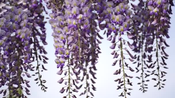 Flor Wisteria Sinensis Con Perfumadas Flores Clásicas Púrpurasen Plena Floración — Vídeos de Stock