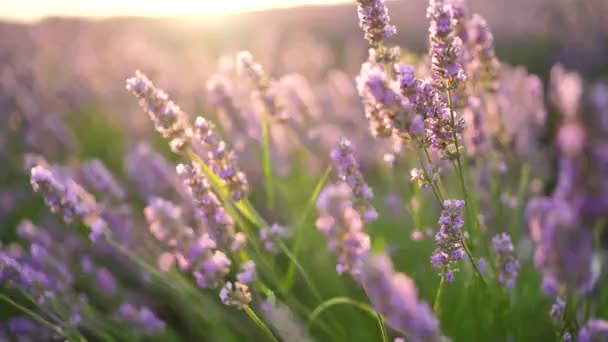 라벤란드 일몰은 라벤더의 꽃밭을 비춥니다 슬로우 Dof 클로즈업 라벤더의 끝없는 — 비디오
