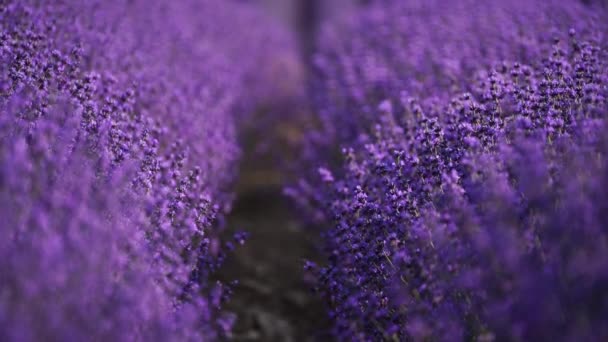 盛开的薰衣草地 美丽的紫色花朵 区域有机耕作 — 图库视频影像