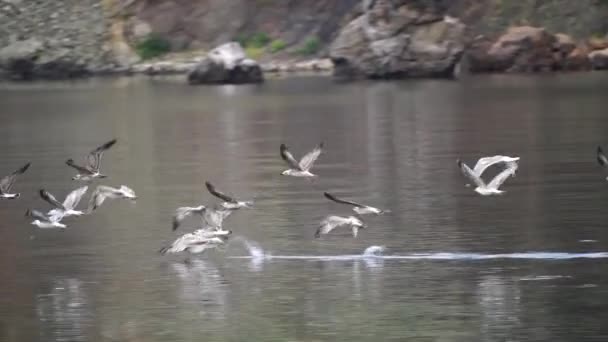 Flock Måsar Flyger Ovanför Havet Stranden Stenar Bakgrunden — Stockvideo