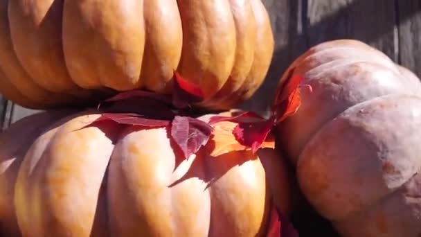 パイプカボチャは 黄色い落ち葉の間に木製のスイングに横たわっています 野菜を育てる カボチャの収穫 ハロウィーンを祝う — ストック動画