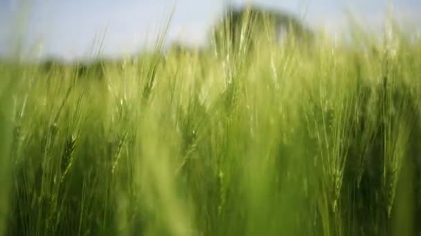 小麦グリーン農業 風は畑で小麦を泳ぎ 日没時に作物の波を泳いでいる 農業事業について — ストック動画