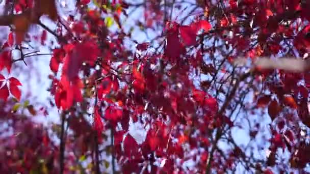 野生葡萄的红叶 五倍杉 爬行的维多利亚爬虫 阳光透过底部窥探 — 图库视频影像