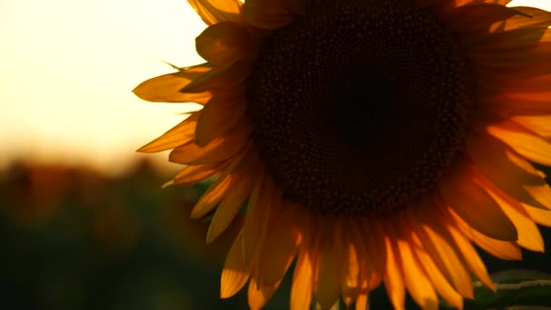 Sonnenblume Landwirtschaftliches Feld Nahaufnahme Gelbe Sonnenblumen Pflanzen Plantagen Die Sommer — Stockvideo