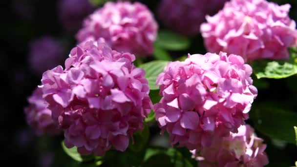 Kwitnący Hortensjonalny Różowy Zbliżenie Piękny Duży Hortensji Makrofil Tło Kwiat — Wideo stockowe