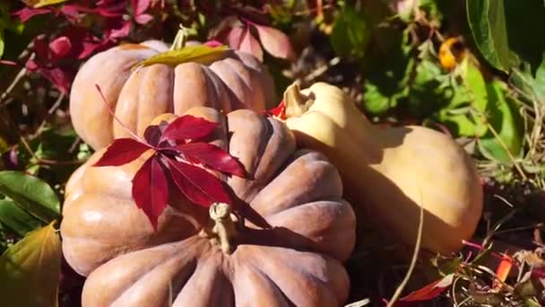 成熟的大桔子南瓜生长在黄色和红色落叶中 种植蔬菜 收获南瓜 庆祝万圣节 — 图库视频影像