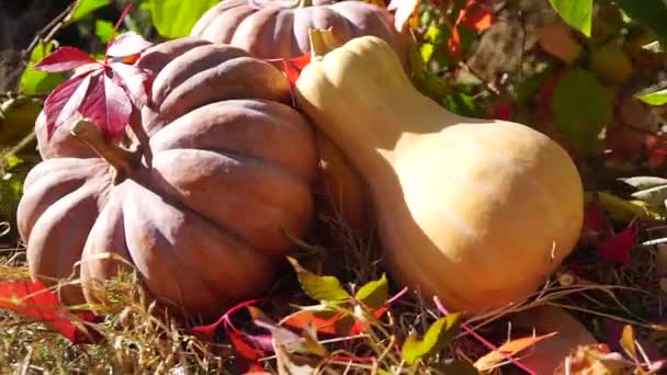 大きな熟したオレンジ色のカボチャが黄色と赤い落ち葉に横たわっています 野菜を育てる カボチャの収穫 ハロウィーンを祝う — ストック動画