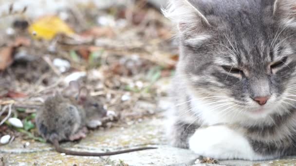 猫和老鼠玩耍 一只灰白色的猫表现出天生的本能 就像它在花园里和老鼠玩耍 在户外展示猫科动物的行为一样 — 图库视频影像
