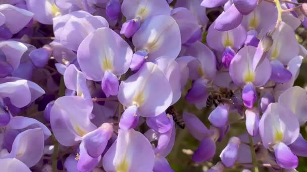 Kwitnące Wisteria Chinensis Pszczoły Pachnące Purpurowe Kwiaty Pełnym Rozkwicie Wiszące — Wideo stockowe