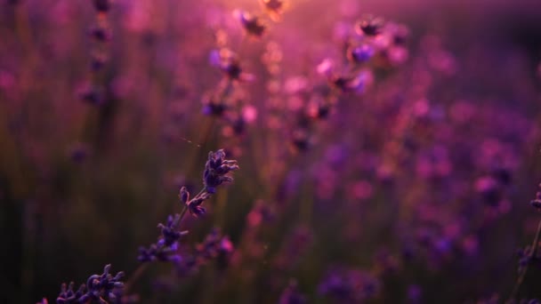 ラベンダーフィールドの日没 選択的な焦点 美しい紫色とボケのライトが施されたラベンダーの花の春の背景 プロヴァンス フランス クローズアップ — ストック動画