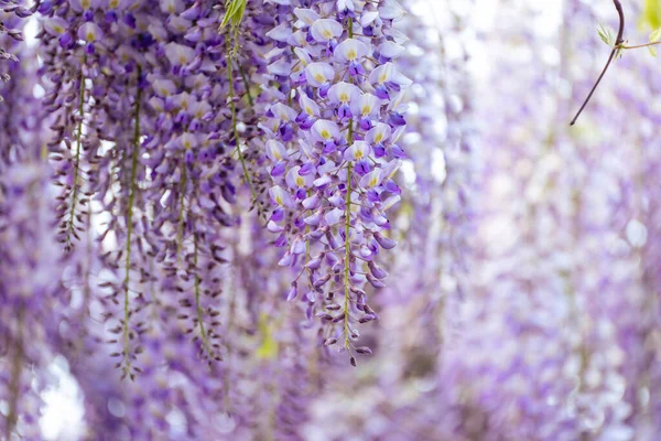 Цвіте Wisteria Sinensis Запашними Класичними Фіолетовими Квітками Повністю Розквітлими Висячих Ліцензійні Стокові Фото