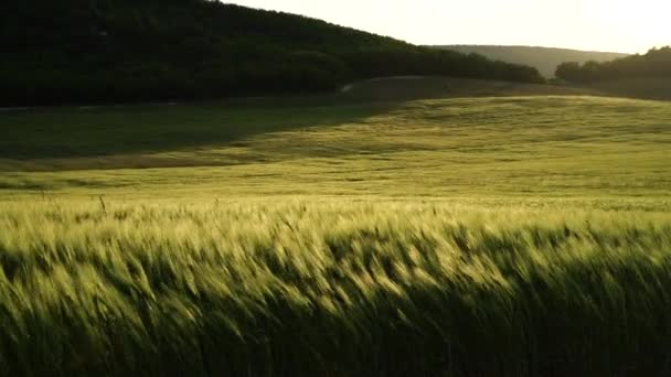Weizenanbau Auf Der Grünen Wiese Der Wind Wiegt Weizen Auf — Stockvideo