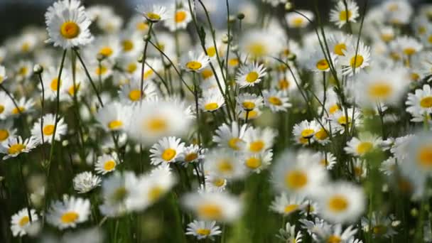 Daisy Papatya Çiçeği Tarlası Geçmişi Güneşin Altında Çiçek Açan Papatyalarla — Stok video