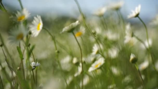 Μαργαρίτα Χαμομήλι Λουλούδια Πεδίο Φόντο Όμορφη Φύση Σκηνή Ανθισμένα Χαμόμηλα — Αρχείο Βίντεο