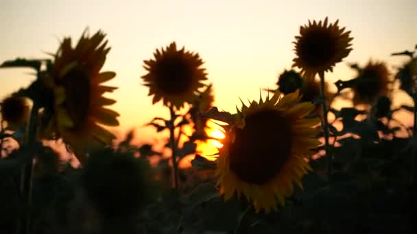 Ayçiçeği Tarlası Yakın Çekim Sarı Çiçek Ayçiçekleri Yaz Mevsiminde Çiçek — Stok video