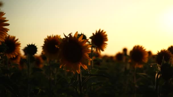 Slunečnicové Pole Záběr Zblízka Žluté Květy Slunečnice Plantáže Kvetoucí Létě — Stock video