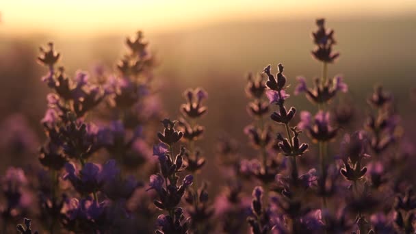 Günbatımı Açan Lavanta Tarlası Seçici Odaklanma Lavanta Çiçeği Bahar Arka — Stok video