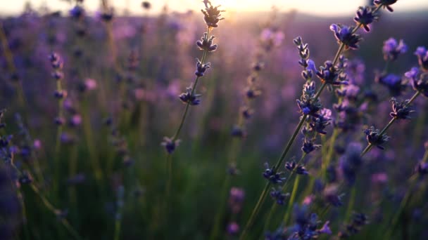 ラベンダーフィールドの日没 選択的な焦点 美しい紫色とボケのライトが施されたラベンダーの花の春の背景 アロマセラピーエッセンシャルオイル — ストック動画