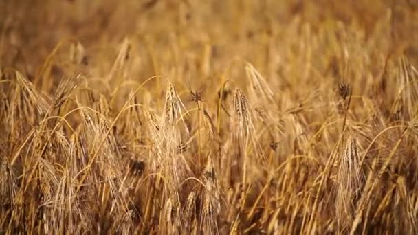 Dojrzałe Uszy Pszenicy Kołyszące Się Wietrze Polu Rolniczym Przed Żniwami — Wideo stockowe