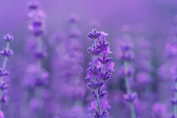 Lavender flower field. Violet lavender field sanset close up. Lavender flowers in pastel colors at blur background. Nature background with lavender in the field