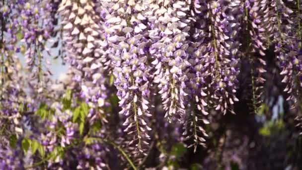 盛开的菊花 散发着经典的紫罗兰芬芳 盛开在悬挂在风中的花冠上 春意盎然的花园 — 图库视频影像