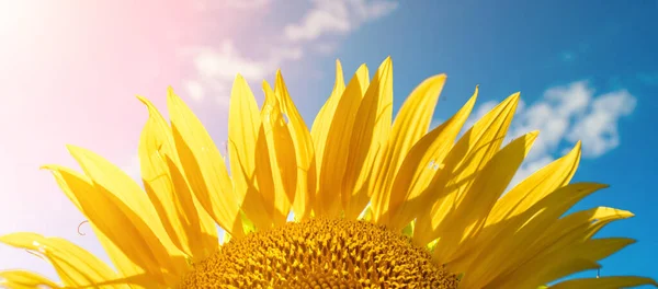 Half of a sunflower flower against a blue sky. The sun shines through the yellow petals. Agricultural cultivation of sunflower for cooking oil