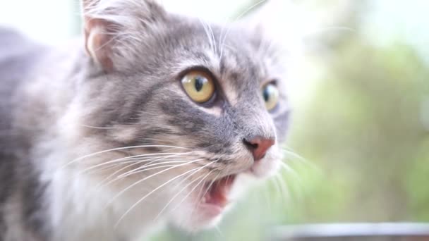 野良猫は 野外の草の地面に似た食べ物を食べている 路上で暮らす野生の野生動物の概念 — ストック動画