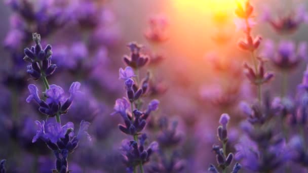 Blomstrende Lavendelfeltsolnedgang Selektivt Fokus Lavendel Blomst Vårbakgrunn Med Vakre Lilla – stockvideo