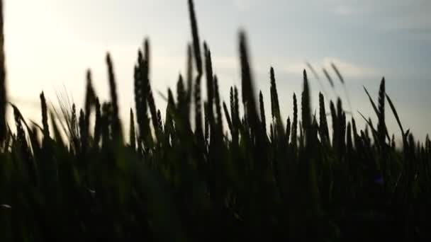 野生の小麦のスパイレット 日没時の穀物プランテーションバックライト — ストック動画