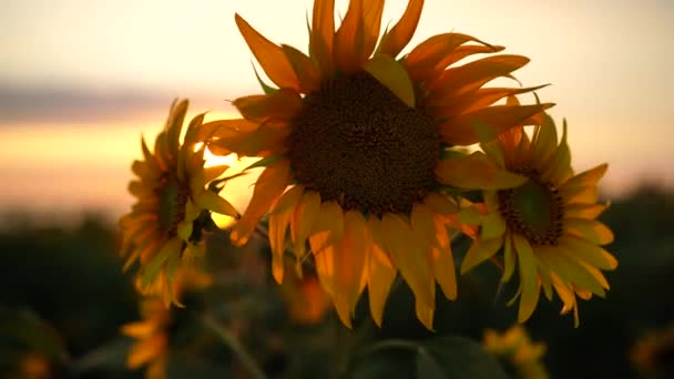 Solrosfält Närbild Gula Blommor Solrosor Plantering Blommar Sommaren Soligt Väder — Stockvideo