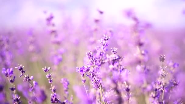 ブルーミングラベンダーフィールド 選択的な焦点 美しい紫色とボケのライトが施されたラベンダーの花の春の背景 プロヴァンス フランス クローズアップ — ストック動画