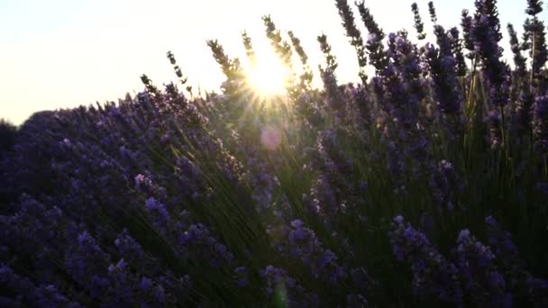 Квітучі Лавандові Поля Захід Сонця Вибірковий Фокус Квітка Лаванди Весняний — стокове відео