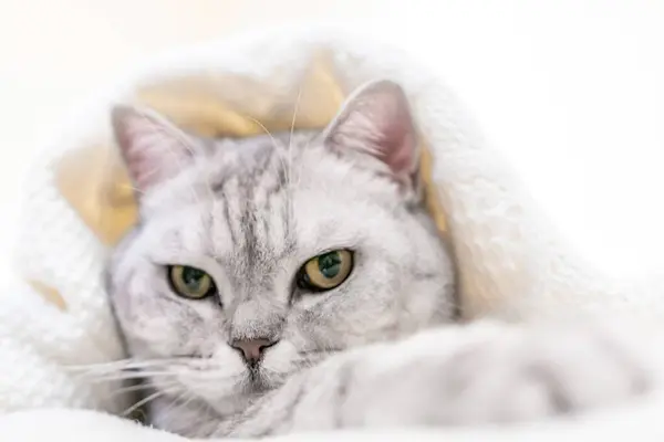 Relaxed Scottish cat wrapped in white blanket muzzle close up. Where: Unspecified location. Comfortable setting. Conveying cats relaxation in cozy blanket