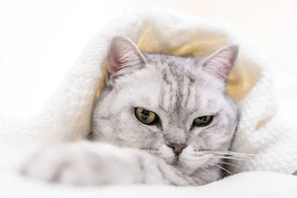 Relaxed Scottish cat wrapped in white blanket muzzle close up. Where: Unspecified location. Comfortable setting. Conveying cats relaxation in cozy blanket