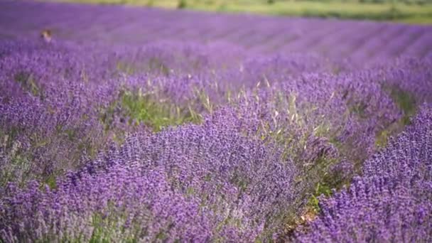 Цветущее Лавандовое Поле Красивые Фиолетовые Цветы Региональное Органическое Культивирование Ароматерапия — стоковое видео