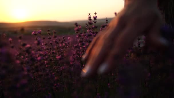 薰衣草田的手 女人的手触摸田野里紫色的薰衣草花 — 图库视频影像