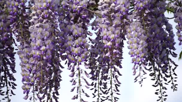 Blühende Wisteria Sinensis Mit Duftenden Klassischen Lila Blüten Voller Blüte — Stockvideo