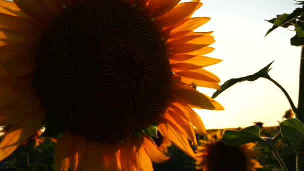 Pole Uprawne Słonecznika Strzał Bliska Żółty Kwiat Rośliny Słoneczniki Plantacji — Wideo stockowe
