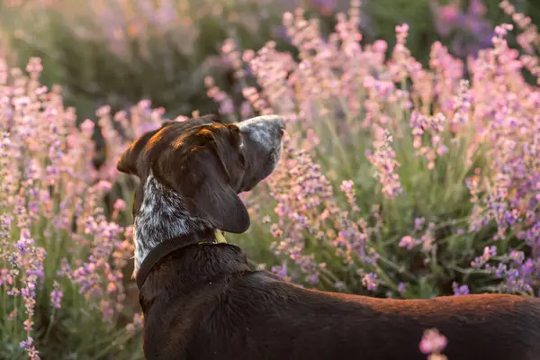 犬は美しいラベンダーフィールドに座っています 紫色のラベンダーの花の畑に座っている白黒の風景 ロイヤリティフリーのストック画像