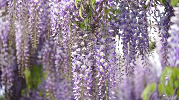 Înflorește Wisteria Sinensis Flori Violet Clasice Parfumateîn Floare Completă Racemele — Videoclip de stoc