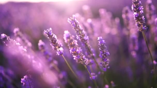 Lavandin Feltet Soloppgang Solnedgang Belyser Blomstrende Områdene Lavendel Sakte Bevegelse – stockvideo