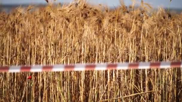 Buğday Tarlası Kırmızı Beyaz Uyarı Bandı Buğday Tarlasının Önünde Rüzgarda — Stok video