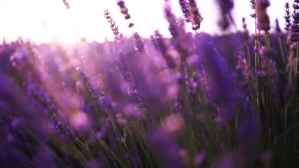 ラヴィンガンフィールドの日の出 日没はラベンダーの咲く畑を照らしています スローモーション ドーフ クローズアップ ラベンダーの無限の芳香族のフィールドの絵画の眺め — ストック動画