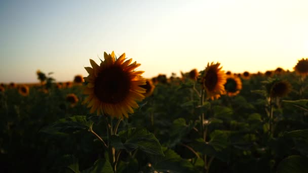サンフラワー農場 撃たれた 夏には黄色い花の花が植えられています 晴れた天気 スライドカメラ — ストック動画