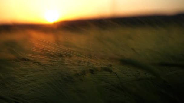 野原でのスパイク 夕日にはバックライトシリアル作物プランテーション — ストック動画