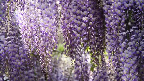 Blooming Wisteria Sinensis Scented Classic Purple Flowersin Full Bloom Hanging — Stock Video