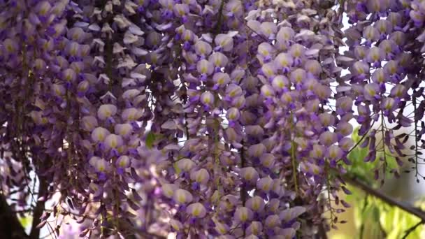 Flor Wisteria Sinensis Con Perfumadas Flores Clásicas Púrpurasen Plena Floración — Vídeo de stock