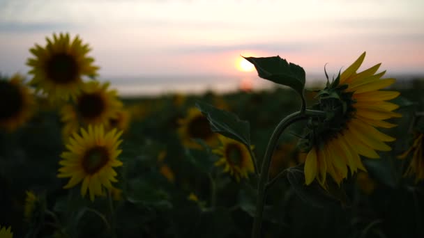 Pole Uprawne Słonecznika Strzał Bliska Żółty Kwiat Rośliny Słoneczniki Plantacji — Wideo stockowe
