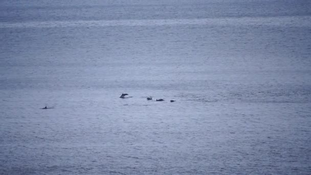 Δελφίνια Στην Ανοιχτή Θάλασσα Κάνουν Άλματα Κολυμπούν Πιάνουν Ψάρια Σύλληψη — Αρχείο Βίντεο